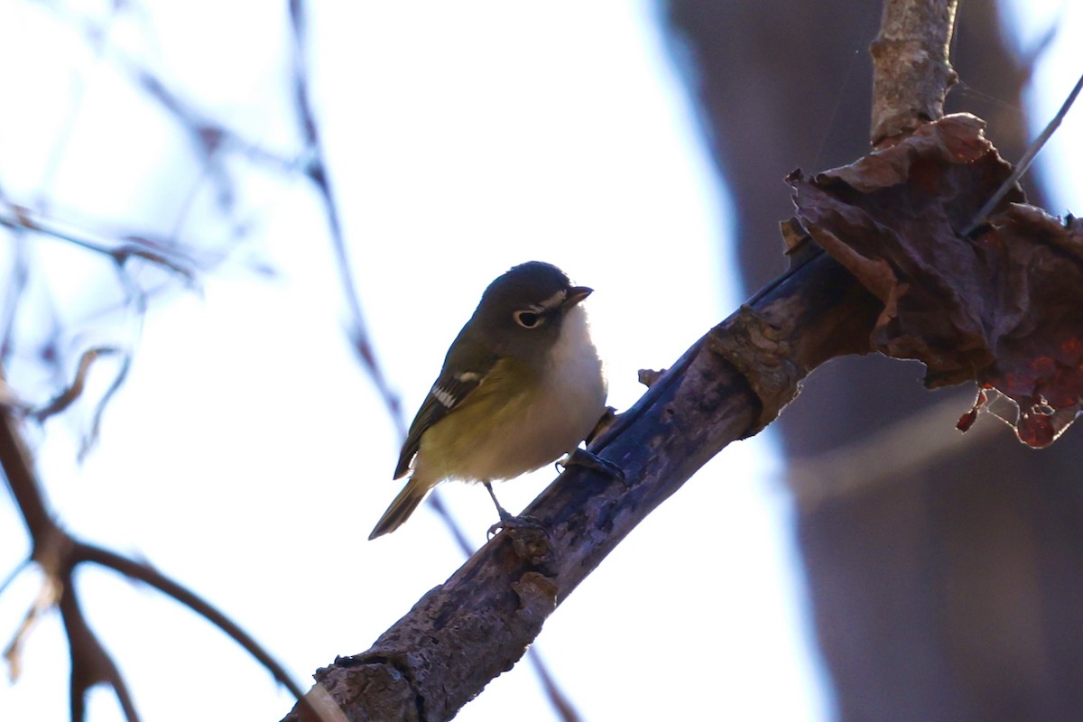 Bireo buru-urdina - ML647870421