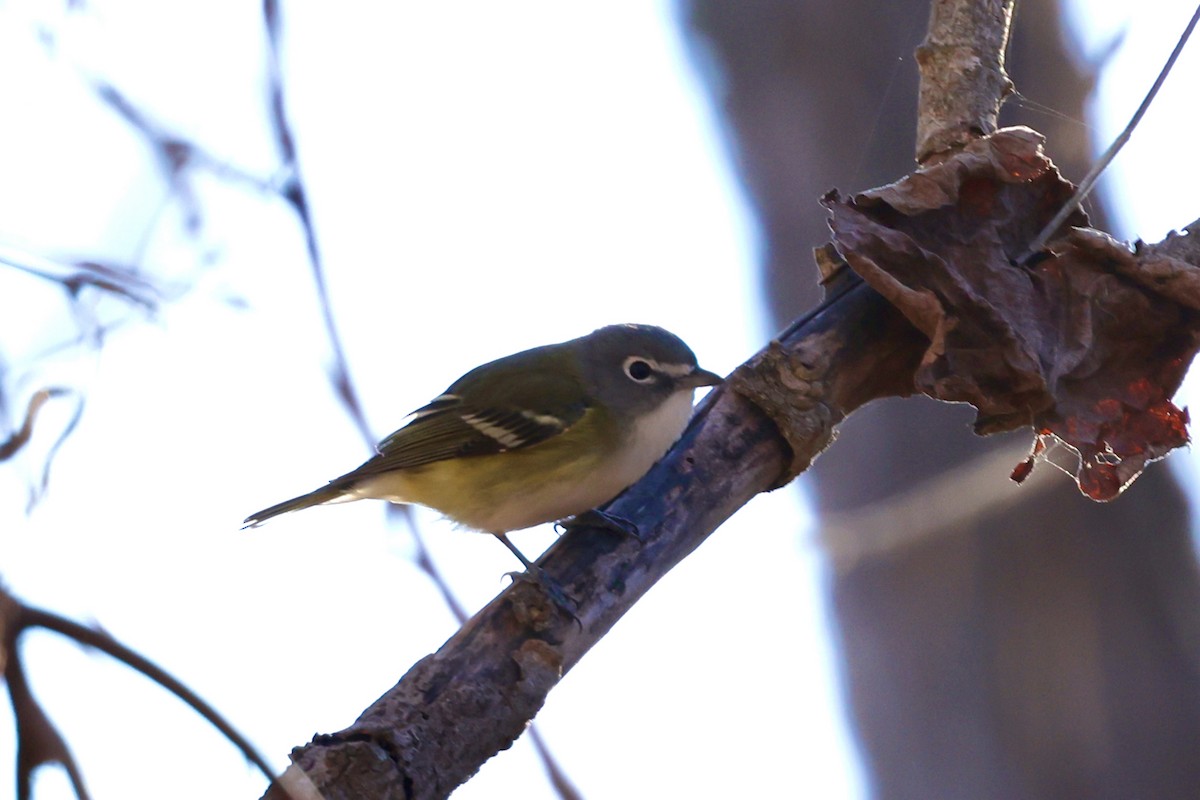 Bireo buru-urdina - ML647870422