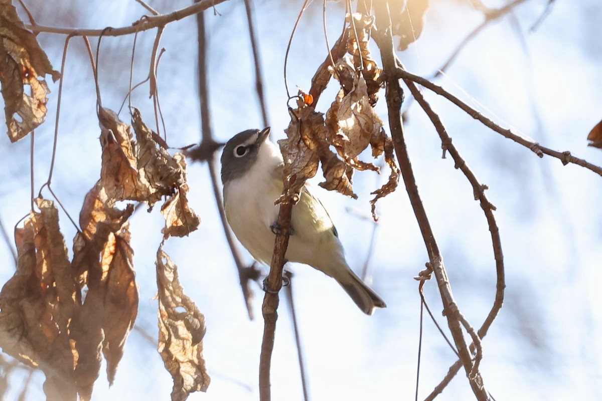 Bireo buru-urdina - ML647870423