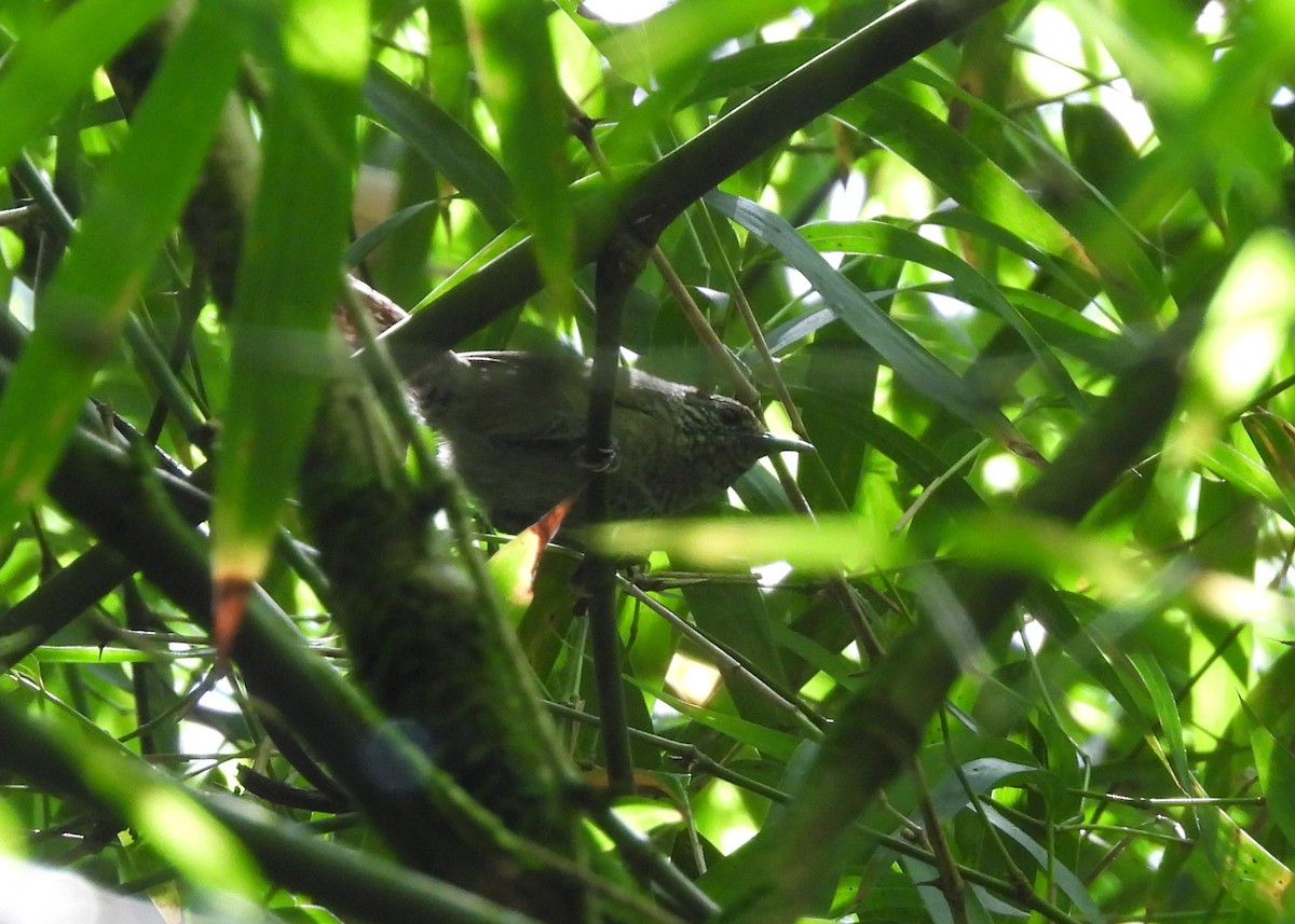 Speckle-breasted Wren - ML647870425