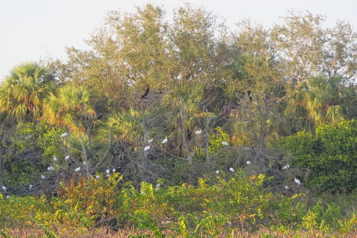 Ibis zuria - ML647870426