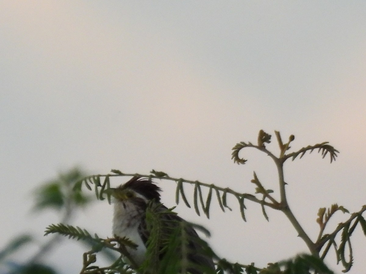 Striped Cuckoo - ML647870427