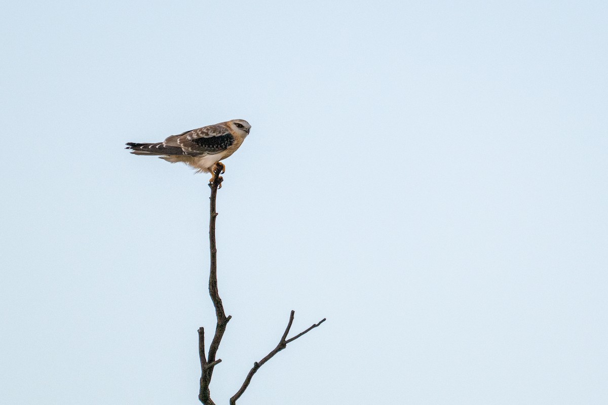 Black-shouldered Kite - ML647870428