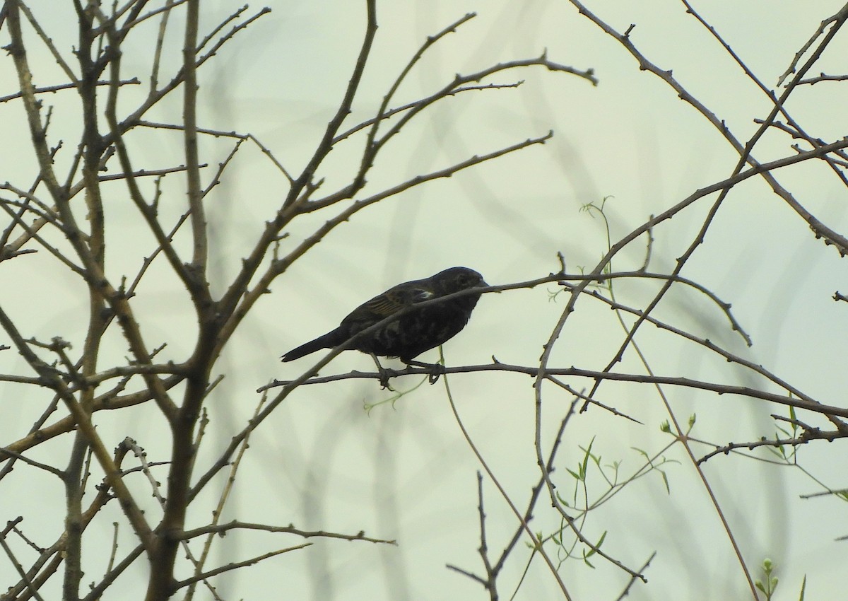 Blue-black Grassquit - ML647870429