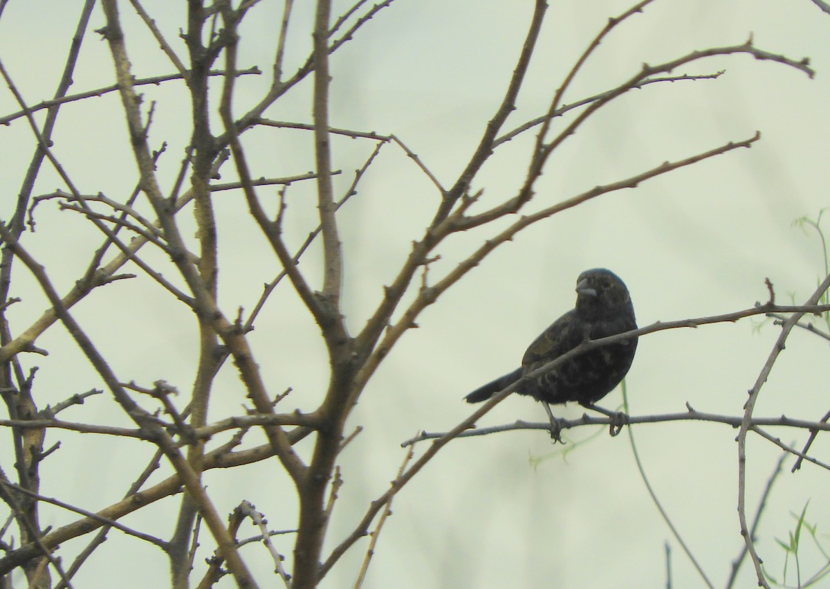 Blue-black Grassquit - ML647870430