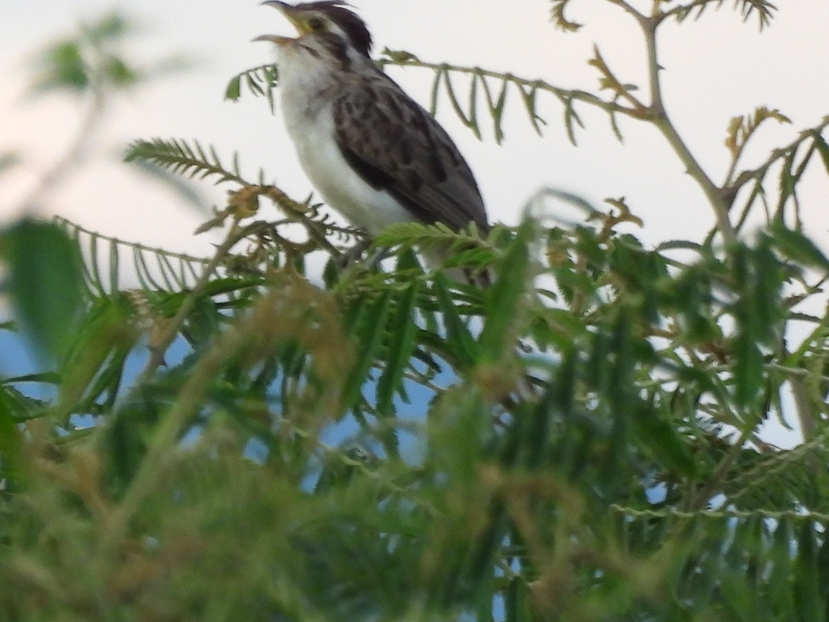 Striped Cuckoo - ML647870431