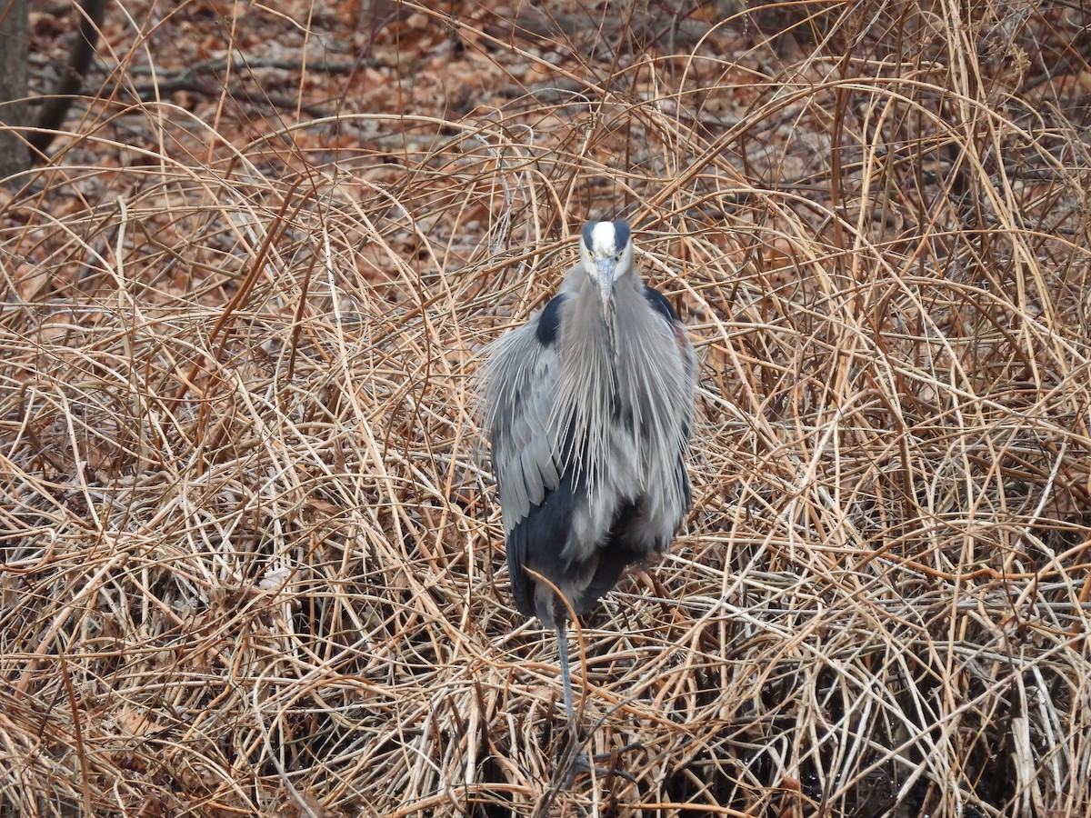 Koartza hauskara amerikarra - ML647870432