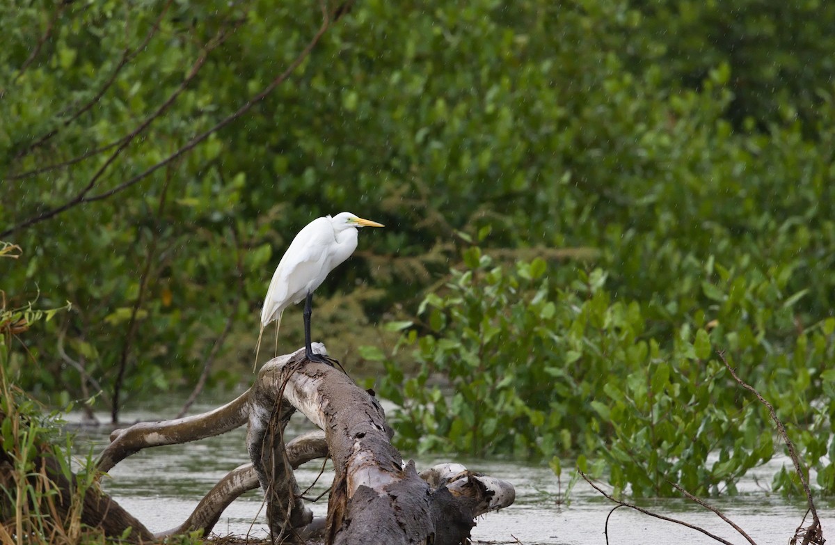 Koartza zuria - ML647870433