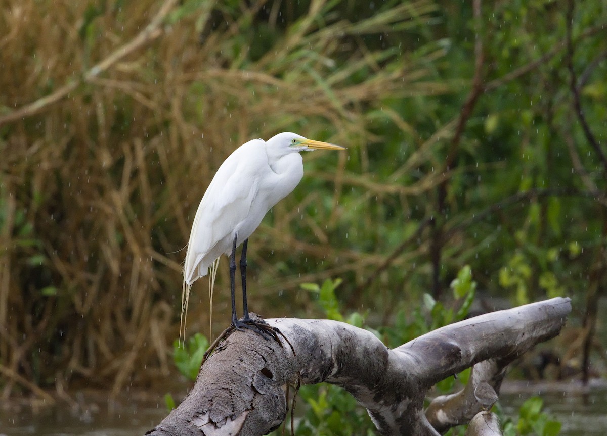 Koartza zuria - ML647870434