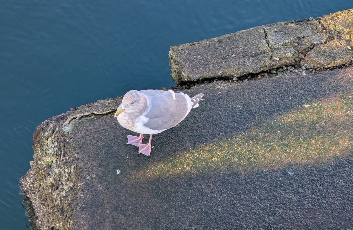 Beringo kaioa - ML647870435