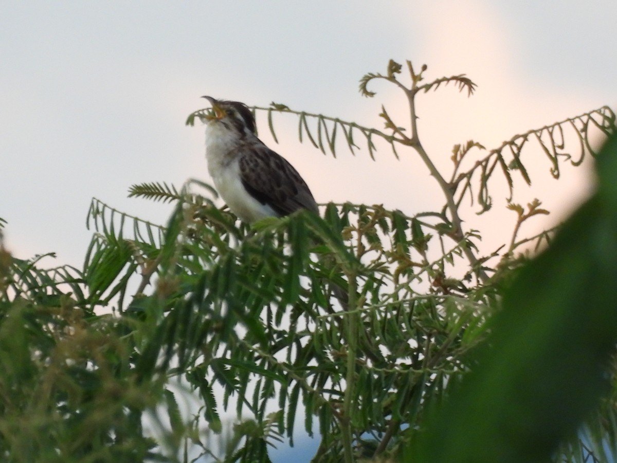 Striped Cuckoo - ML647870436