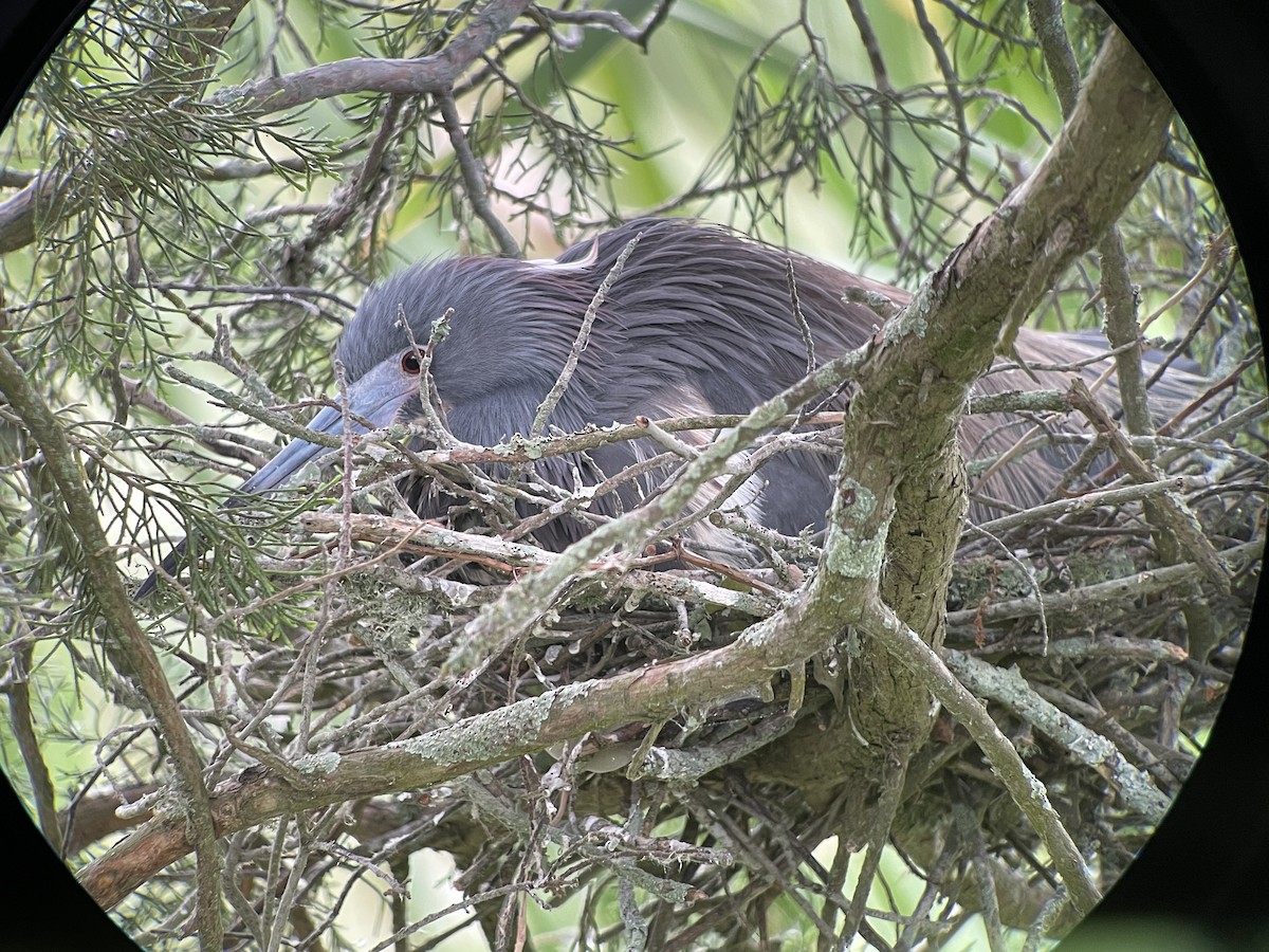 Koartzatxo hirukolorea - ML647870437