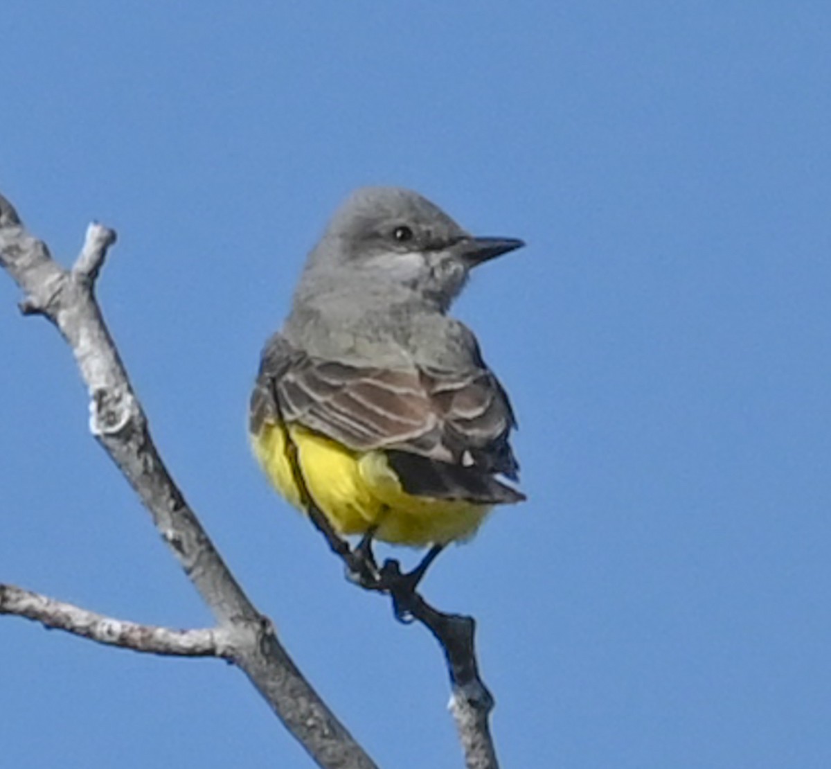 Западный тиранн - ML647870466