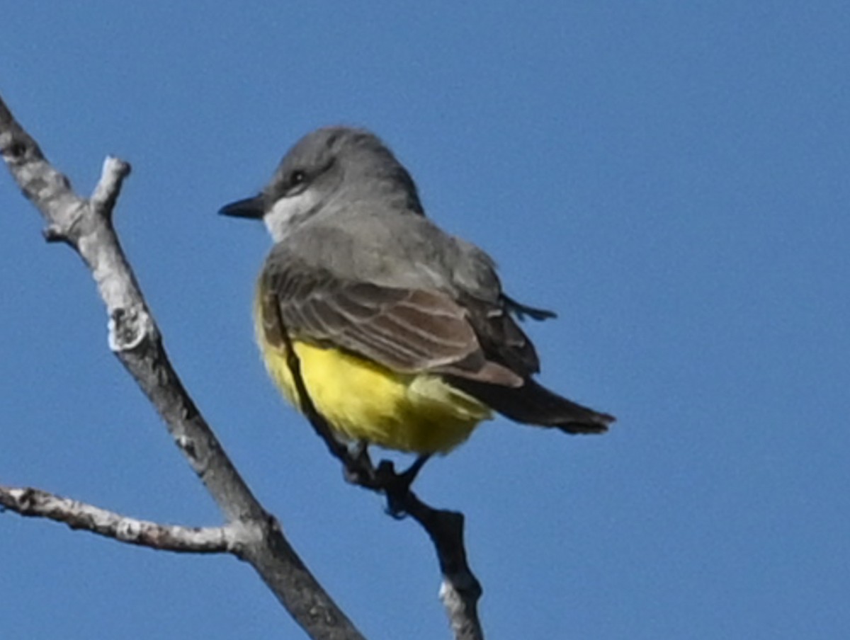 Западный тиранн - ML647870467