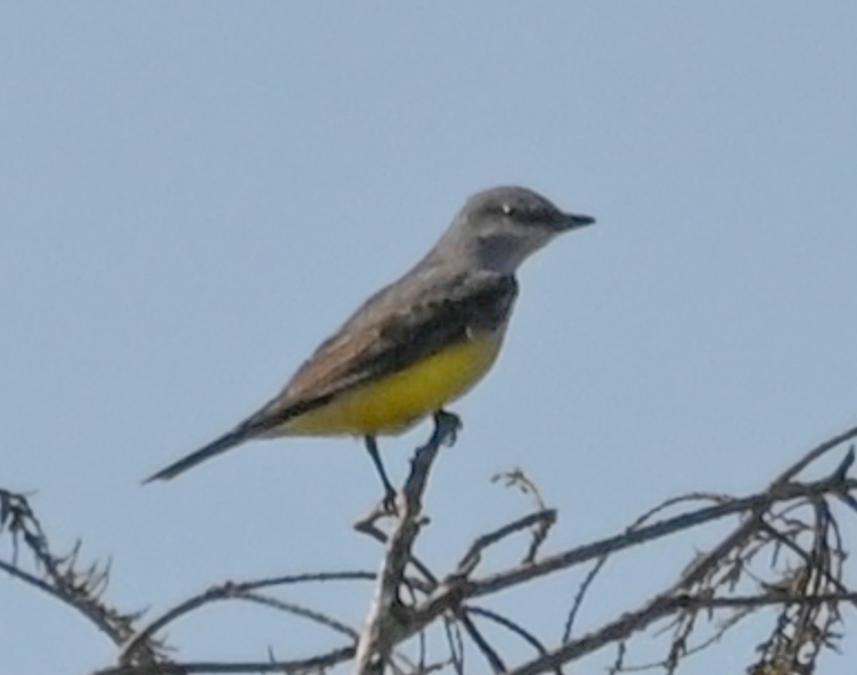 Западный тиранн - ML647870468