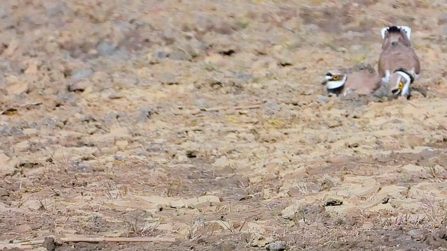Little Ringed Plover - ML647870486