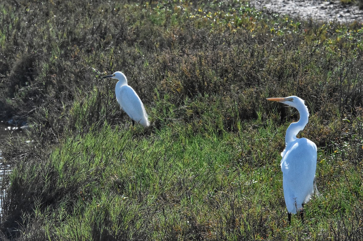 Grande Aigrette - ML647870499