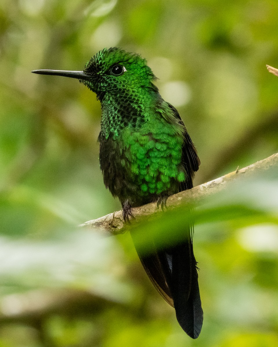 Brillant fer-de-lance - ML647870505