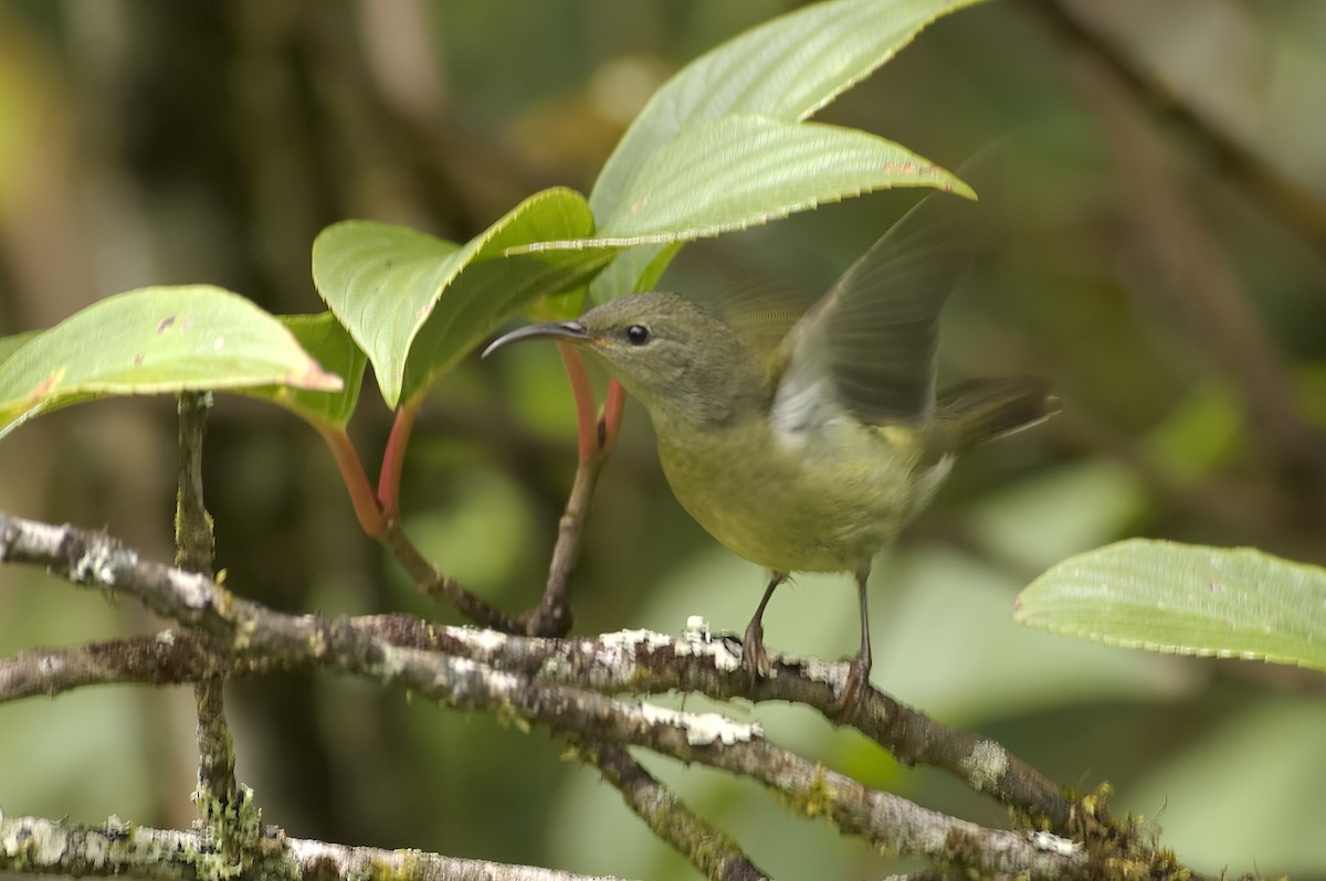 Souimanga à queue verte - ML647870506