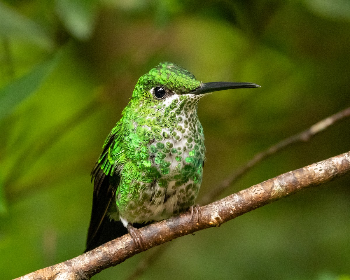 Brillant fer-de-lance - ML647870507