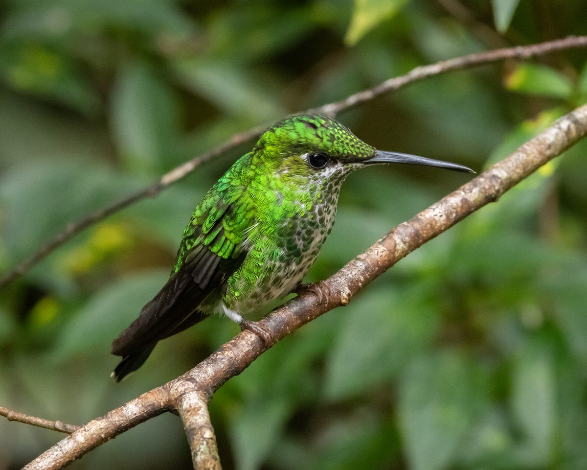 Brillant fer-de-lance - ML647870508