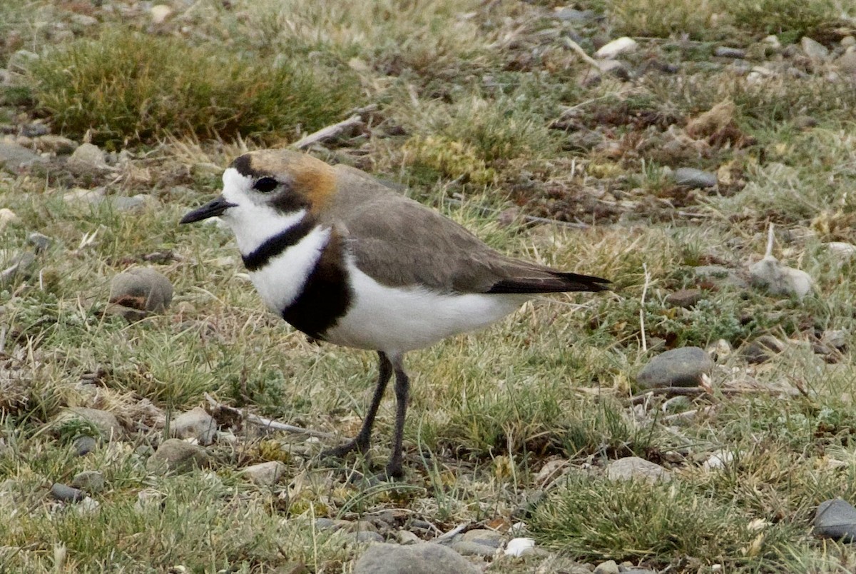 Pluvier des Falkland - ML647870509