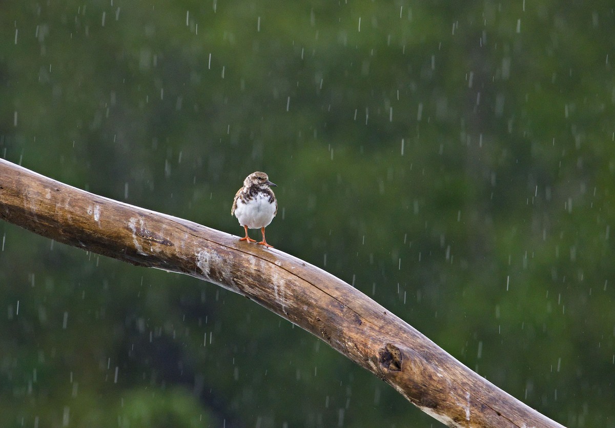 Tournepierre à collier - ML647870510