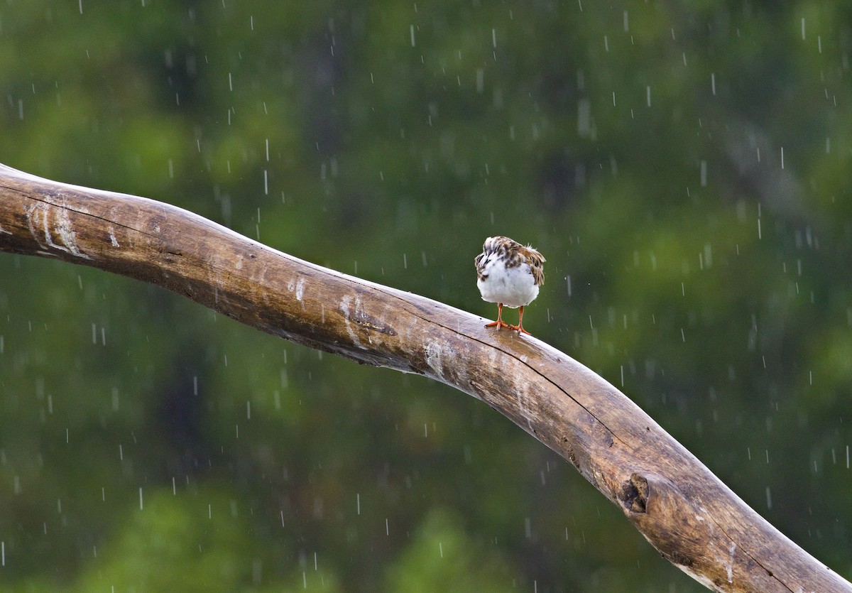 Tournepierre à collier - ML647870511