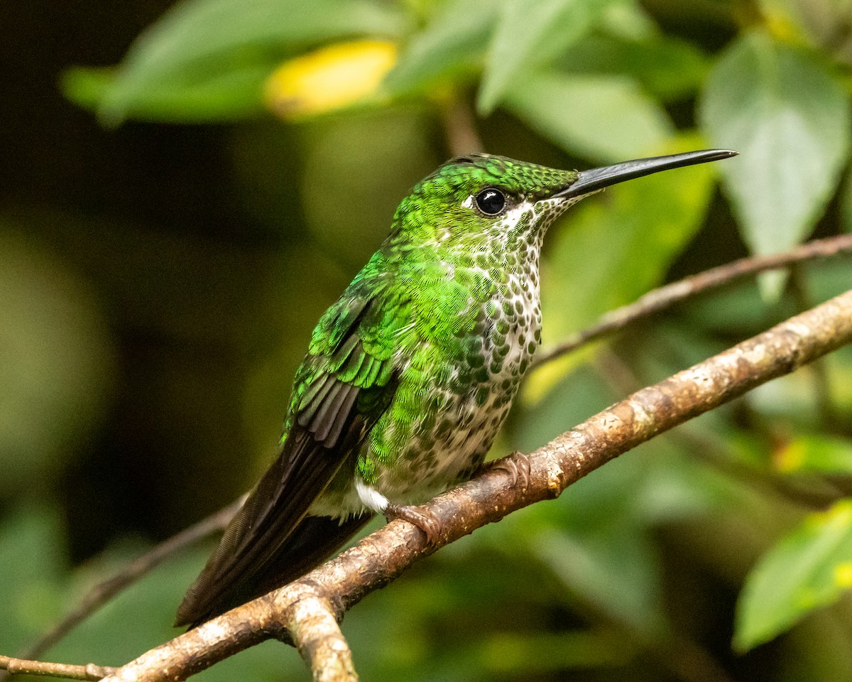 Brillant fer-de-lance - ML647870513