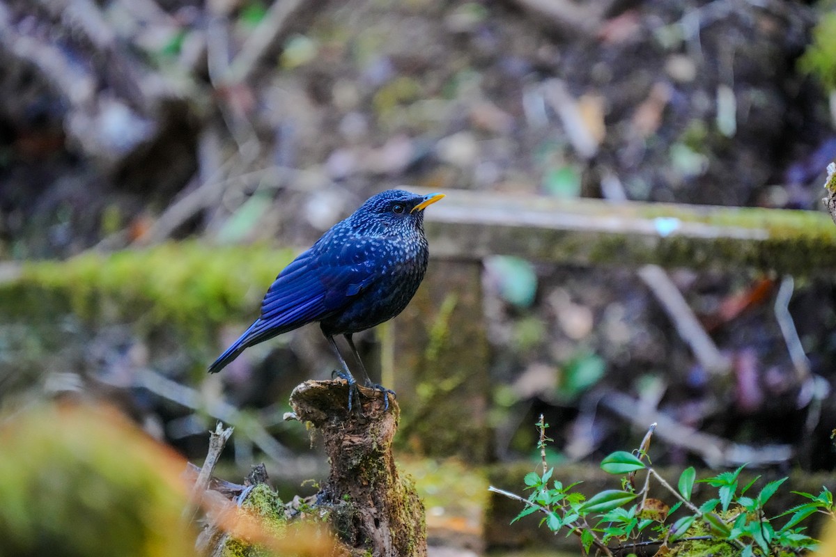 Arrenga siffleur - ML647870515