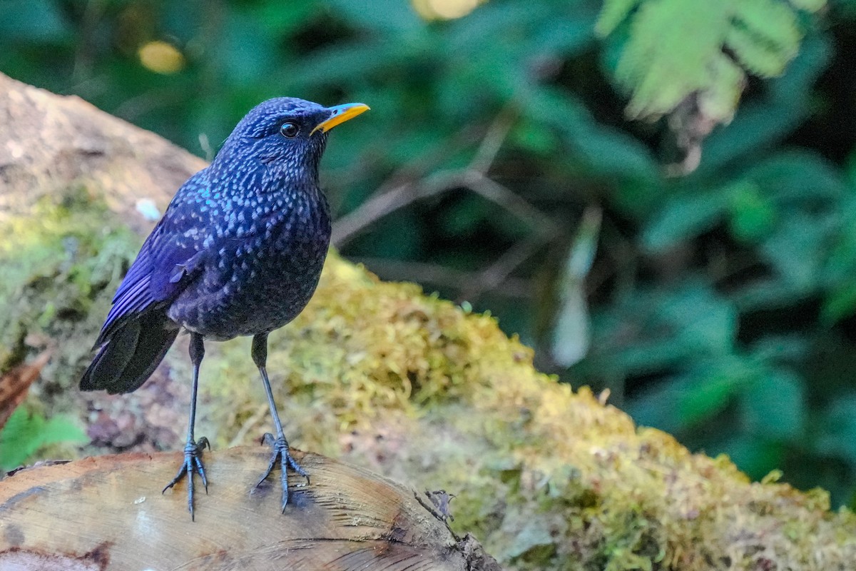 Arrenga siffleur - ML647870516