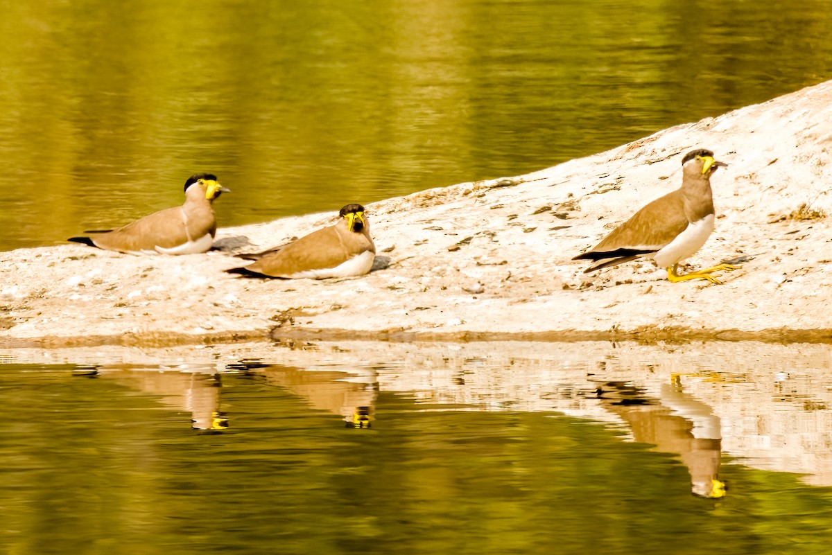 Vanneau de Malabar - ML647870519