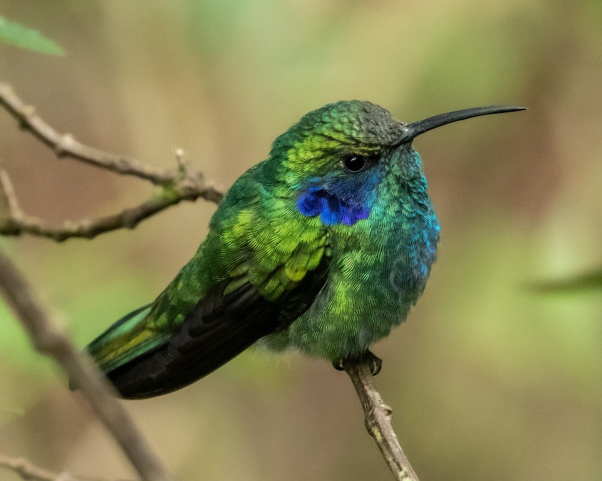 Colibri cyanote - ML647870521