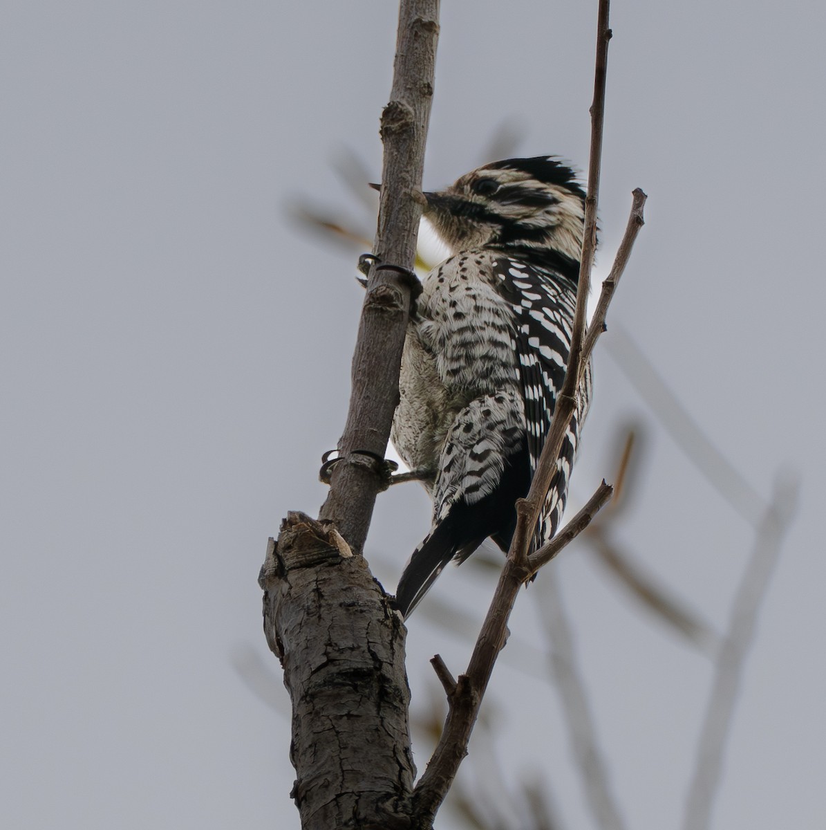 Pic arlequin - ML647870522