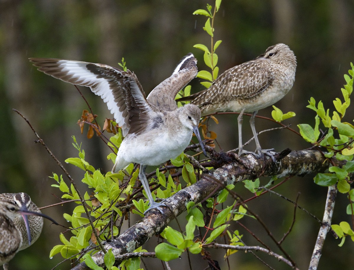 Chevalier semipalmé - ML647870523