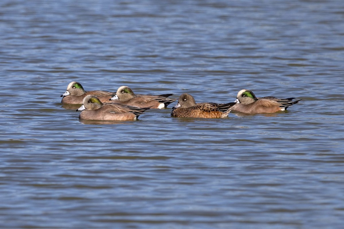 Canard d'Amérique - ML647870525