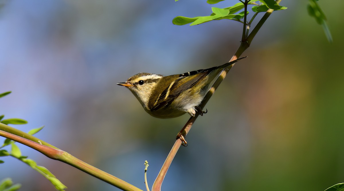 Pouillot à grands sourcils - ML647870526