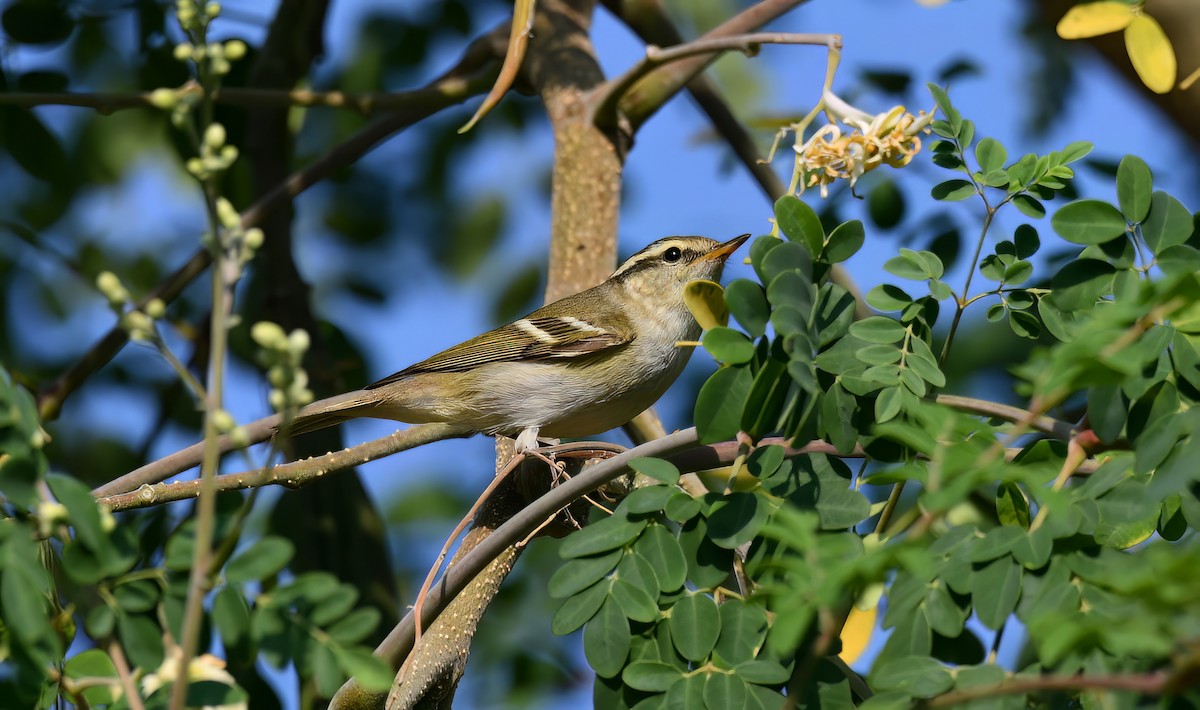 Pouillot à grands sourcils - ML647870527