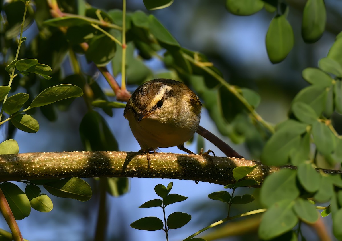 Pouillot à grands sourcils - ML647870528