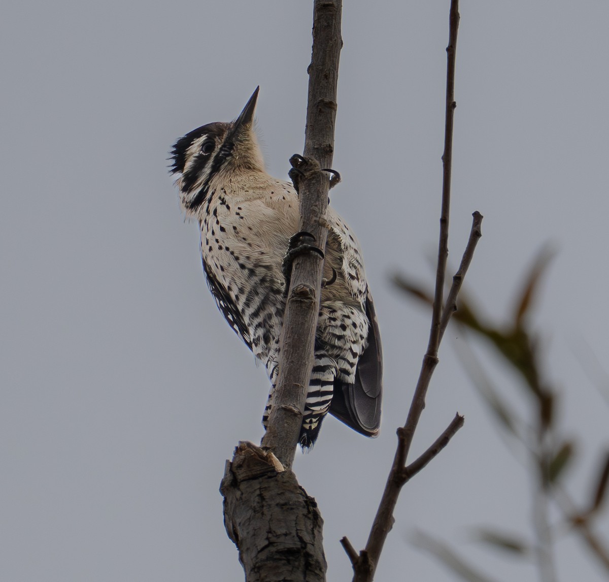 Pic arlequin - ML647870529