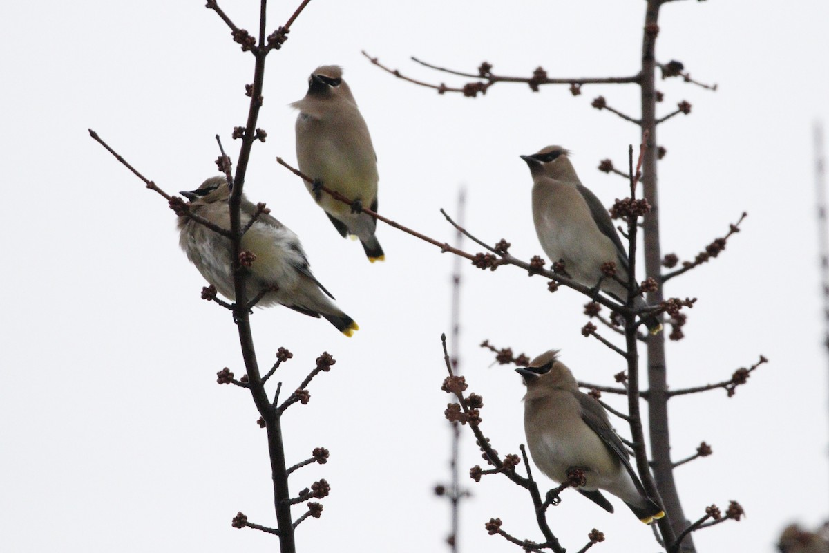 Jaseur d'Amérique - ML647870530