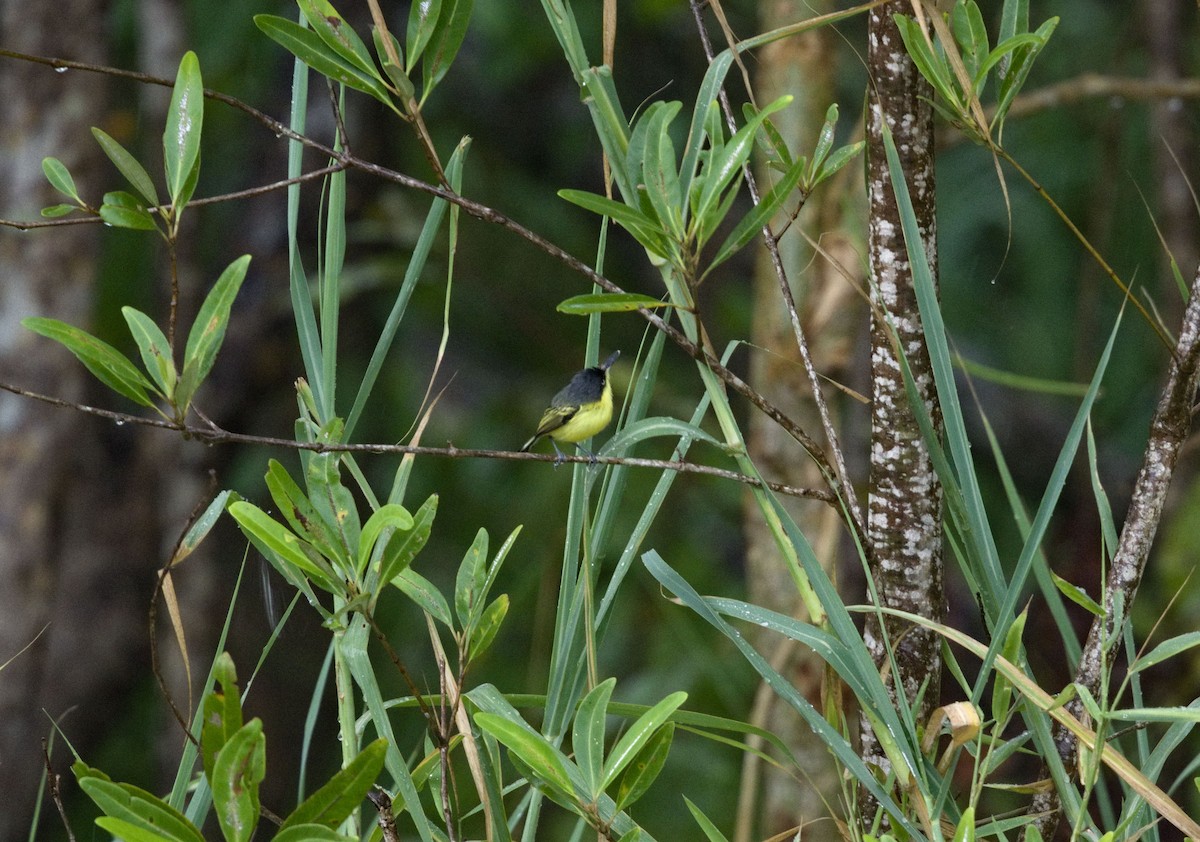 Todirostre familier - ML647870533