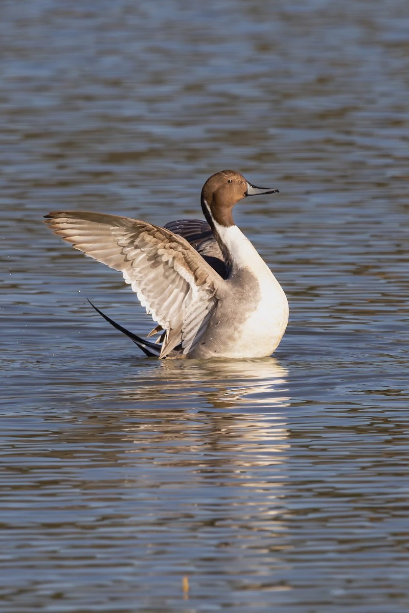 Canard pilet - ML647870537