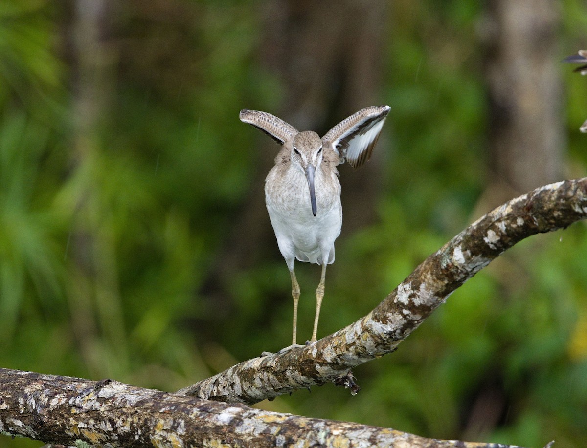 Chevalier semipalmé - ML647870539