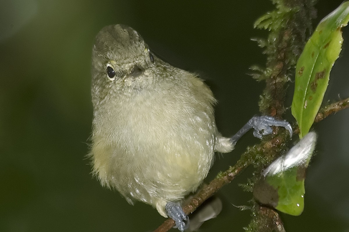 Mésange modeste - ML647870541