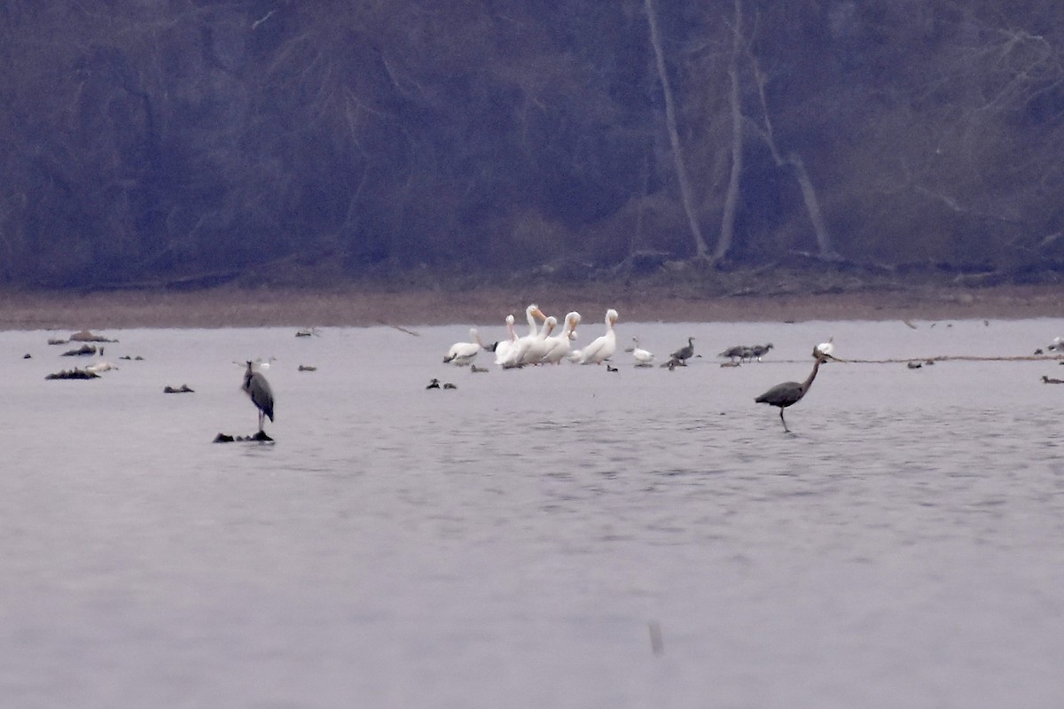 Pélican d'Amérique - ML647870544