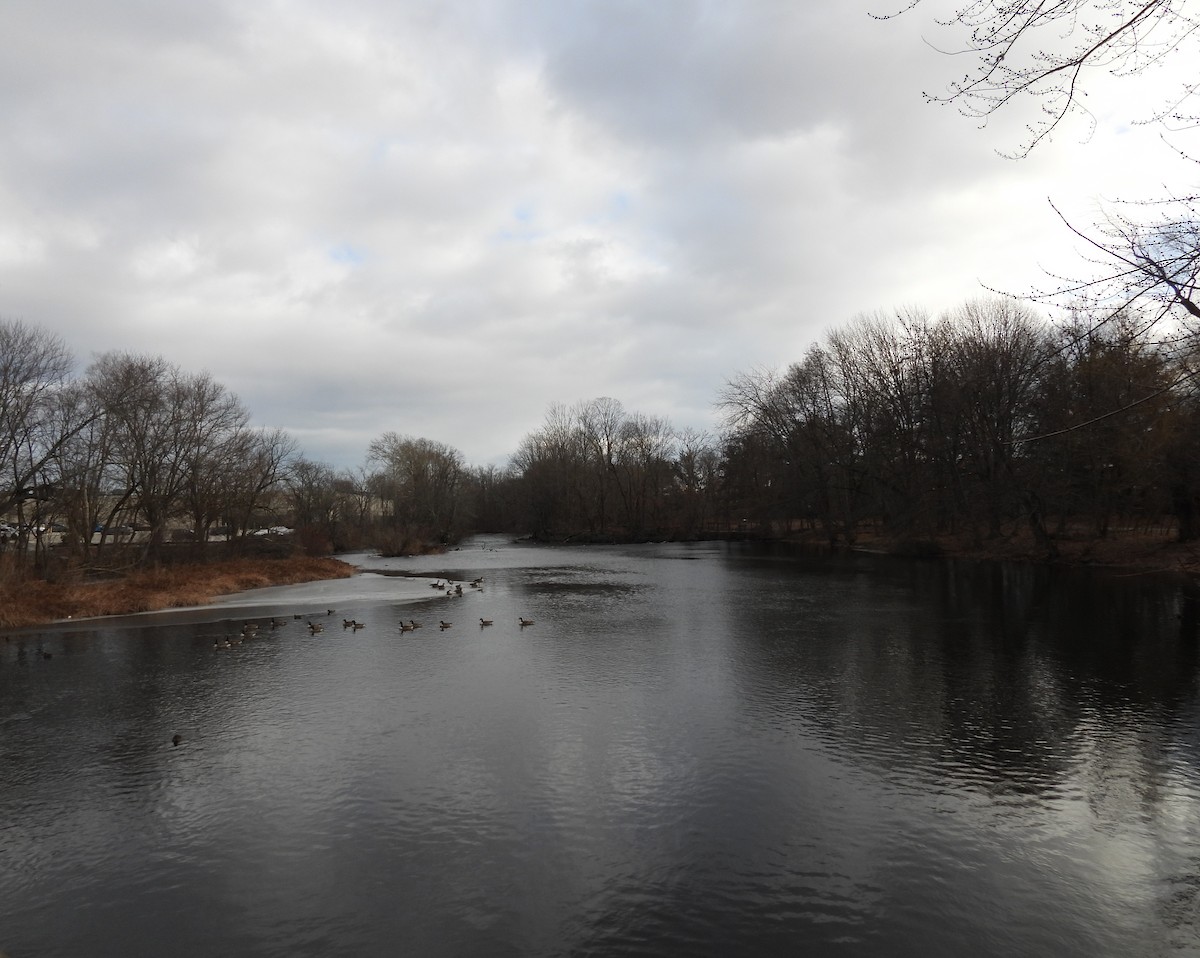 Barnacla Canadiense Grande - ML647870546