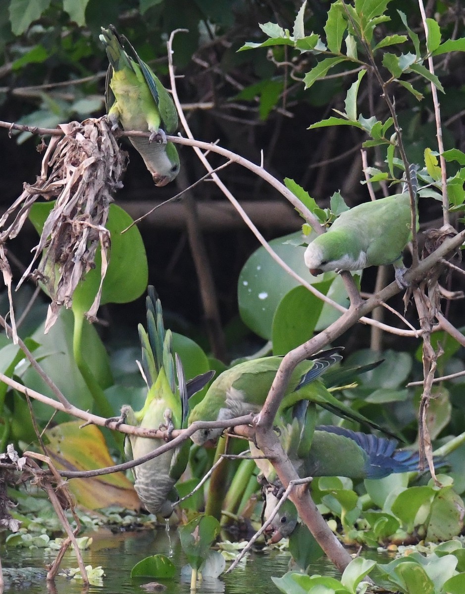 Калита сіроволий - ML647870555