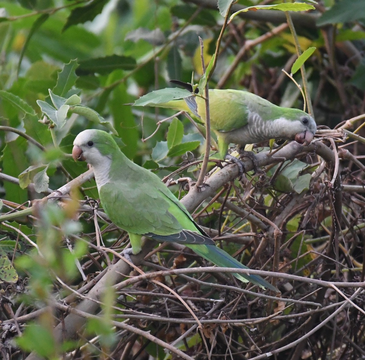 Калита сіроволий - ML647870556