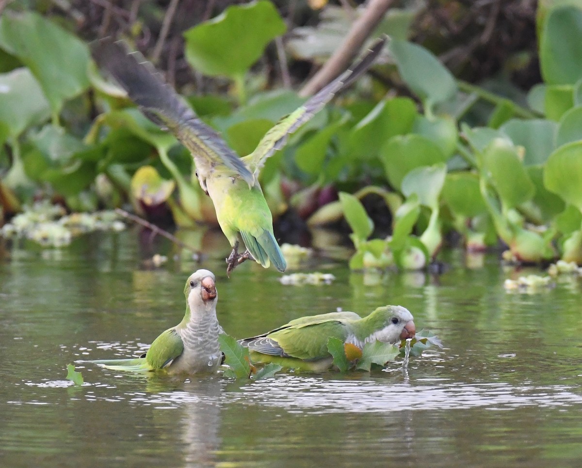 Калита сіроволий - ML647870557